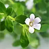  Bacopa Extract Manufacturer