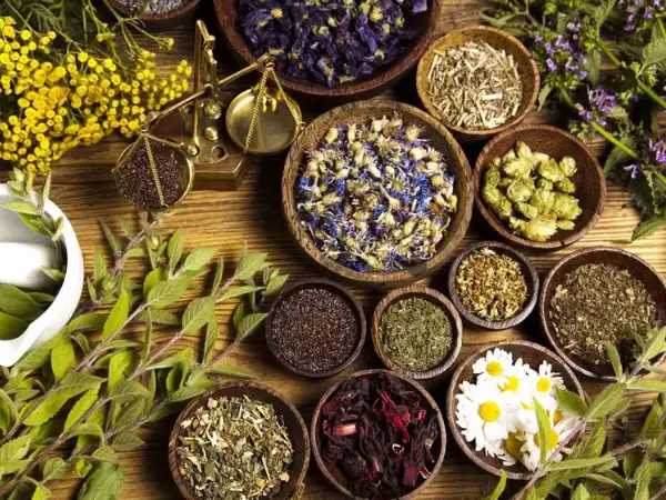 Phyto Herbal Extracts Manufacturer