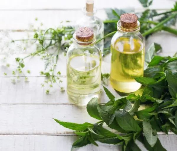 Botanical Extract at Best Price in India