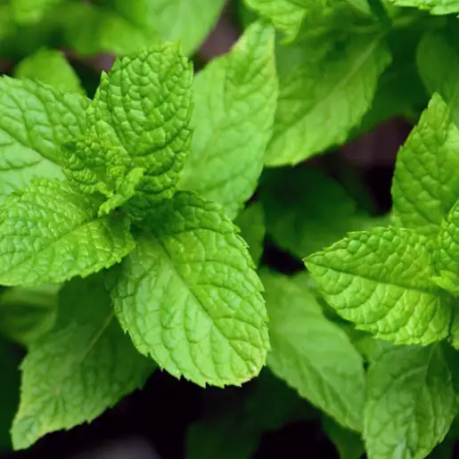 Top Herbal Extracts for Bio Fertilizer Pesticide