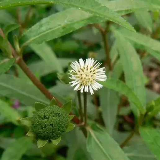 Best Herbal Extracts for Cosmetics