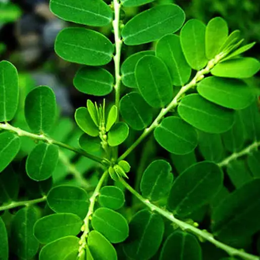 Top Veterinary Extracts